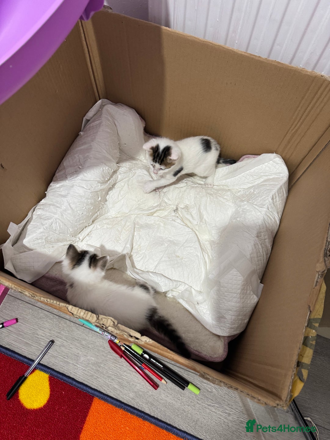 European cats for sale: cat give - Image 4