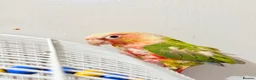 Conures birds for sale: Breeding pair of pineapple conures in Birmingham - Advert 2