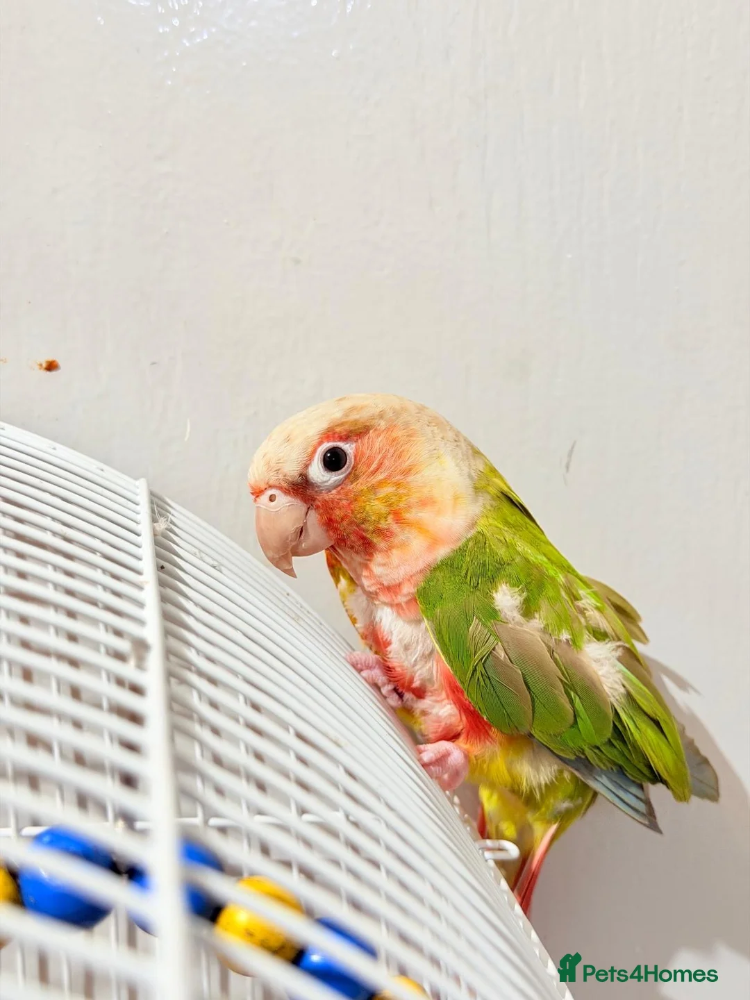 Conures birds for sale: Breeding pair of pineapple conures in Birmingham - Advert 2