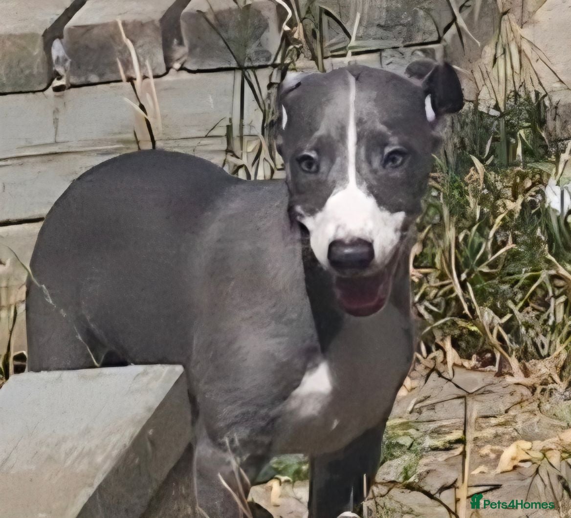 Whippet dogs KC Whippet Puppies.  - Advert 1