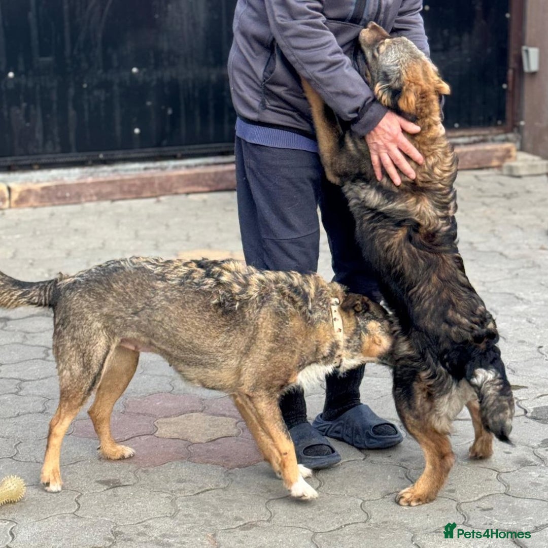 Mixed Breed dogs for adoption: RITA – a Superb young Girl for a Loving Home - Advert 3