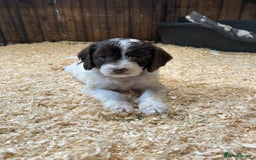 Sproodle dogs for sale: Sproodle Puppies Ready For Their Forever Homes - Image 7