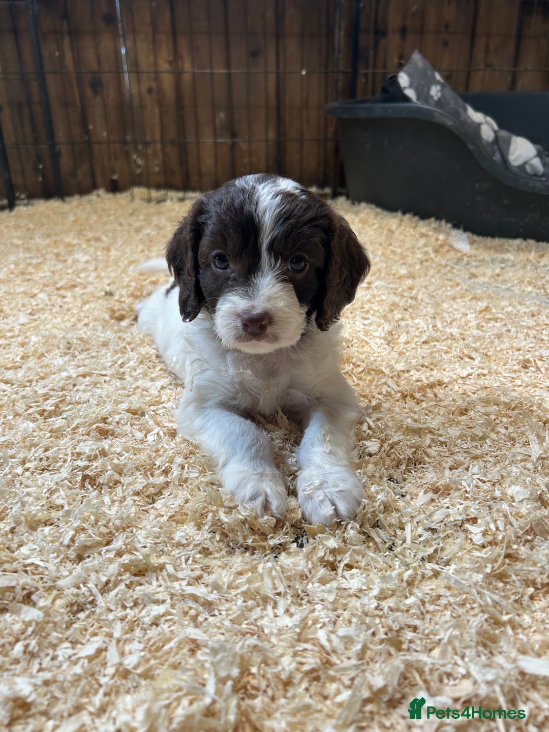 Sproodle dogs for sale: Sproodle Puppies Ready For Their Forever Homes - Image 7