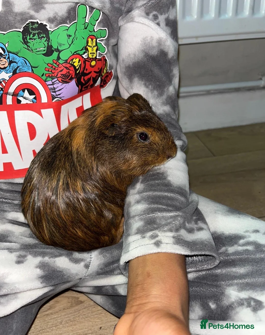 Guinea Pig rodents for sale: 2 male guinea pigs  in Guildford - Advert 4