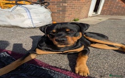 Rottweiler dogs for sale: Rottweiler puppies  - Image 28