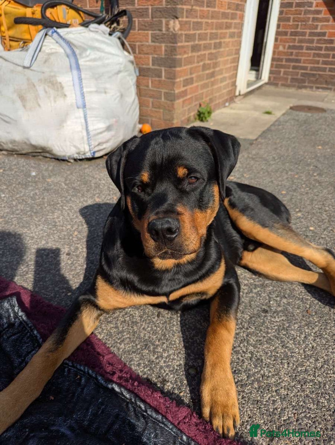Rottweiler dogs for sale: Rottweiler puppies  - Image 28