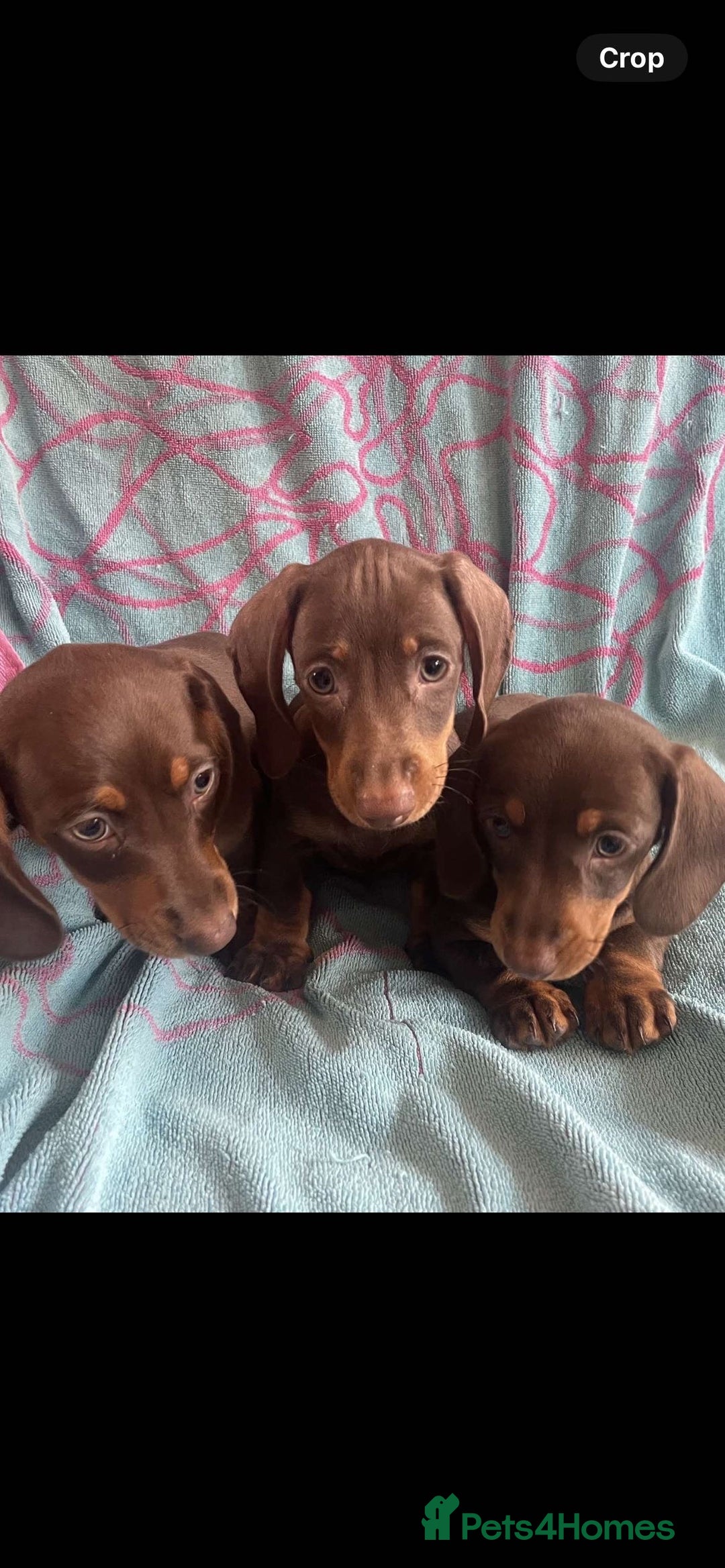 Miniature Dachshund dogs for sale: 3 beautiful mini dashund girls  - Image 1