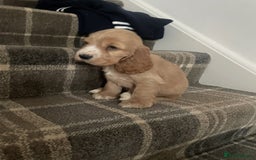 Cocker Spaniel dogs for sale: Beautiful cocker Spaniel puppies - Advert 2