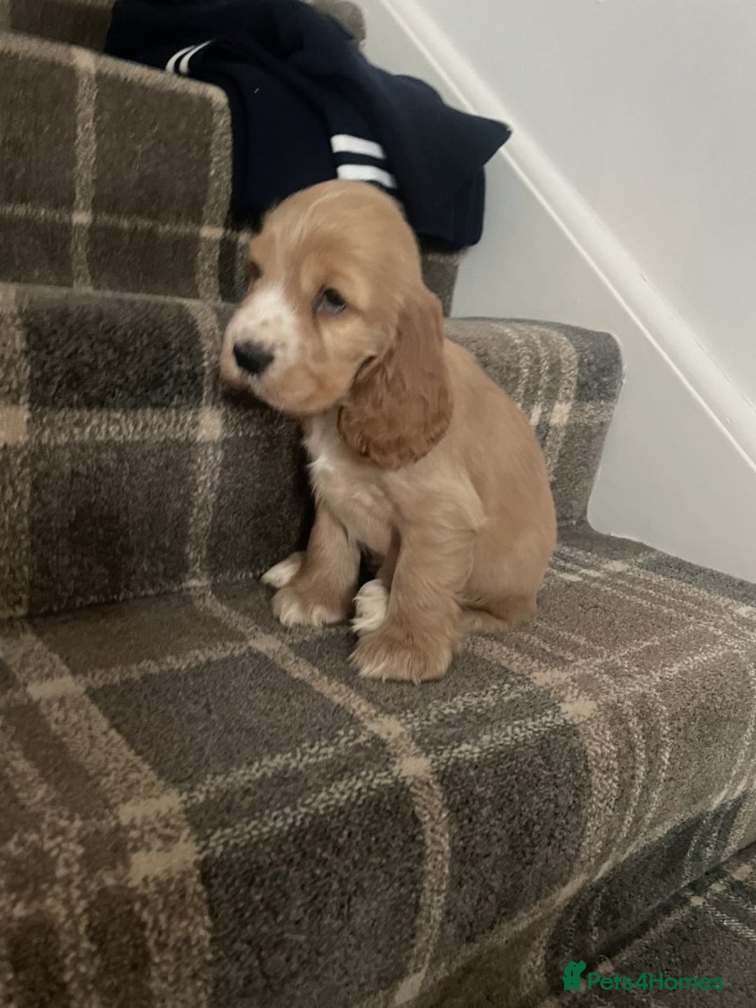 Cocker Spaniel dogs for sale: Beautiful cocker Spaniel puppies - Advert 2