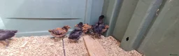 Chickens poultry for sale: 7 mixed unsexed chicks  in Manchester - Advert 2