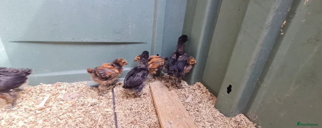 Chickens poultry for sale: 7 mixed unsexed chicks  in Manchester - Advert 2