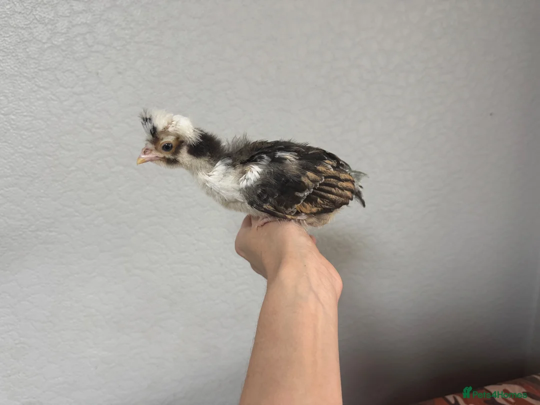 Chickens poultry for sale: Tolbunt Polish Growers  - Advert 11