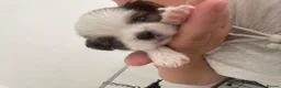 Shih Tzu dogs for sale: ** 2 Beautiful Shihtzu Girl Available  ** in Cambridge - Advert 14