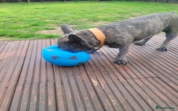 French Bulldog dogs for stud: Dobby - Image 3