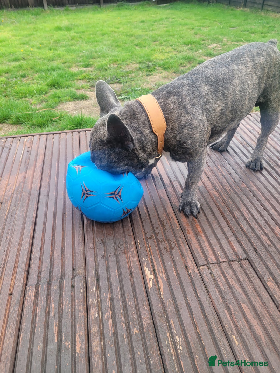 French Bulldog dogs for stud: Dobby - Image 3