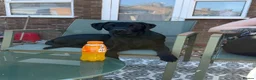 Labrador Retriever dogs for sale: Beautiful Black Labrador - Advert 6