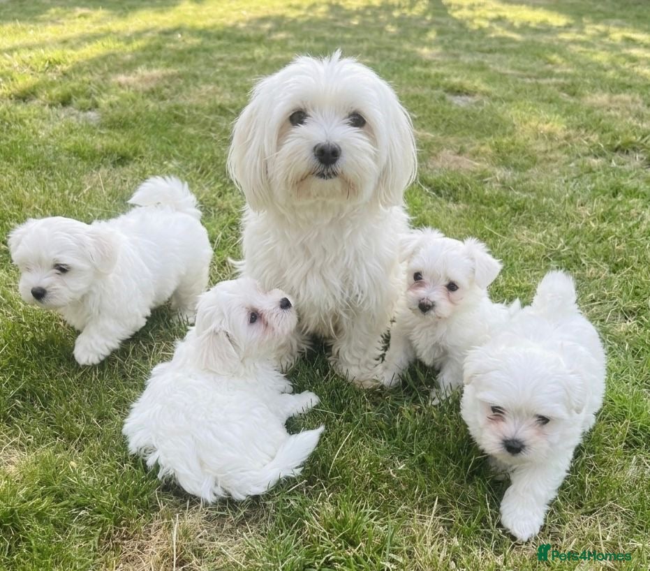 Maltese dogs Gorgeous Maltese puppies  - Advert 3