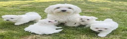 Maltese dogs for sale: Gorgeous Maltese puppies  - Advert 1