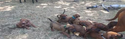 Rhodesian Ridgeback dogs for sale: Kc reg.health tested Rr puppies in Rugby - Advert 5