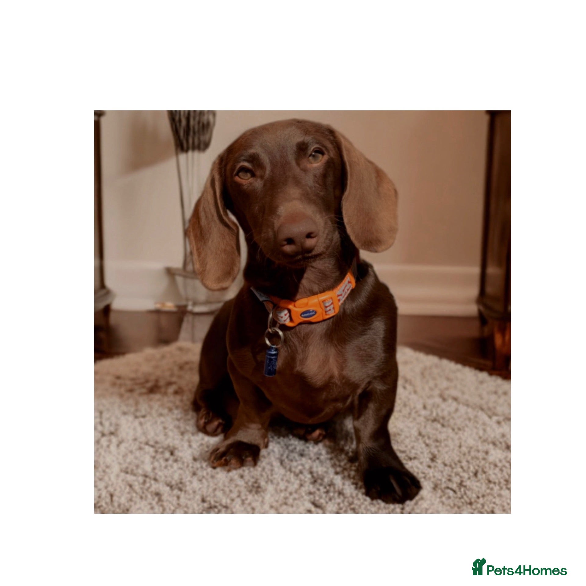 Miniature Dachshund dogs Adoption miniature dachshund 9month old  - Advert 4