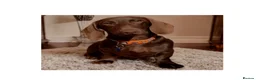 Miniature Dachshund dogs for sale: Adoption miniature dachshund 9month old  in Nottingham - Advert 1