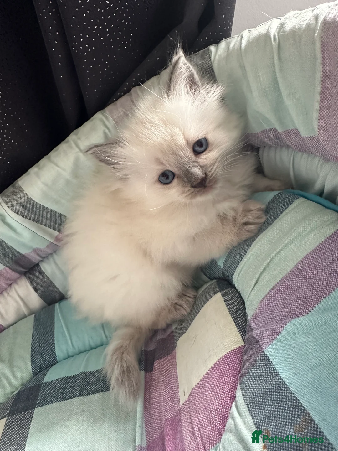 Ragdoll cats for sale: Beautiful Cuddly Purebred Kittens in Great Yarmouth - Advert 20
