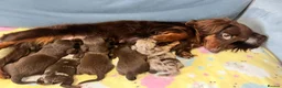 Miniature Dachshund dogs for sale: Mini long haired KC PRA clear health tested baby  - Advert 17