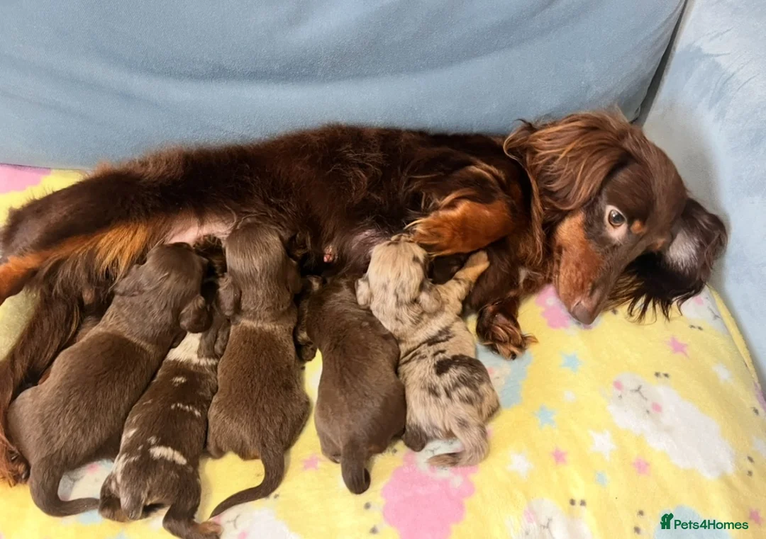 Miniature Dachshund dogs for sale: Mini long haired KC PRA clear health tested baby  - Advert 17
