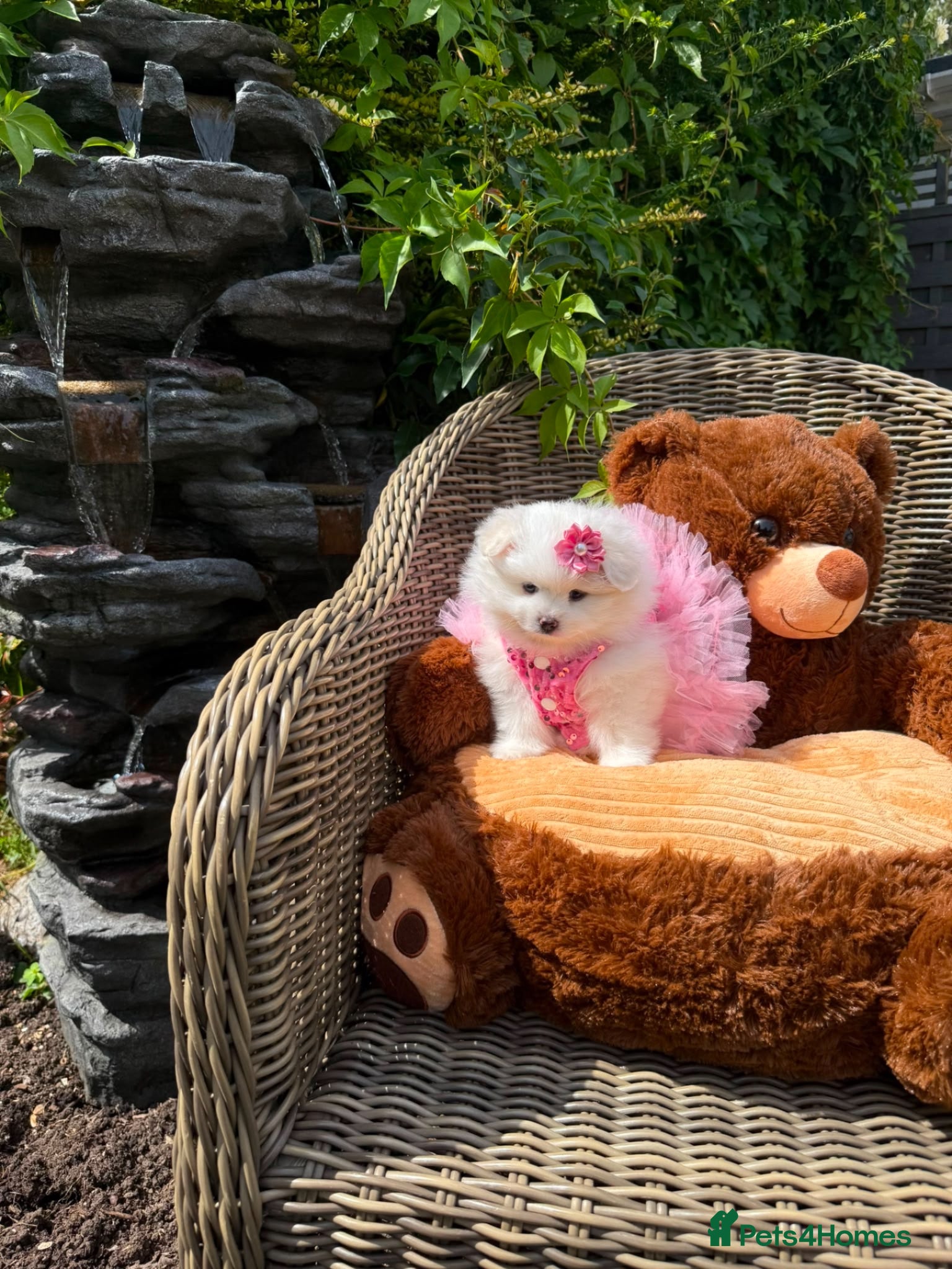 Pomeranian dogs Stunning KC Registered Pomeranians  - Advert 5