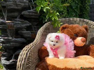 Pomeranian dogs Stunning KC Registered Pomeranians - Advert 5