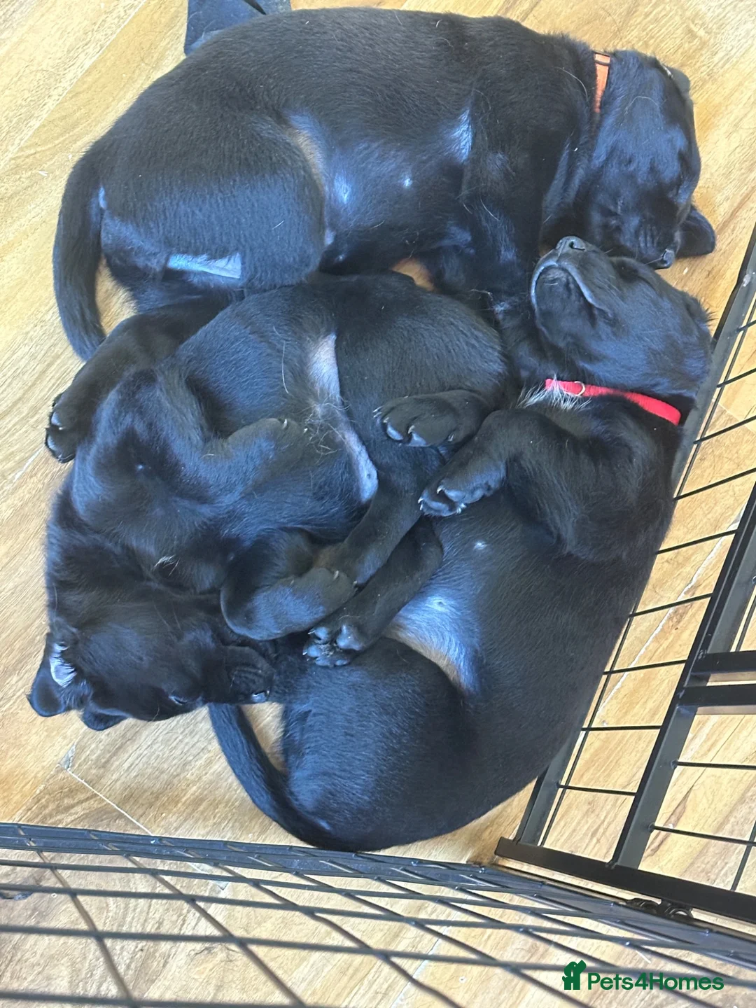 Mixed Breed dogs for sale: Beautiful labrador cross puppies  in Peacehaven - Advert 12