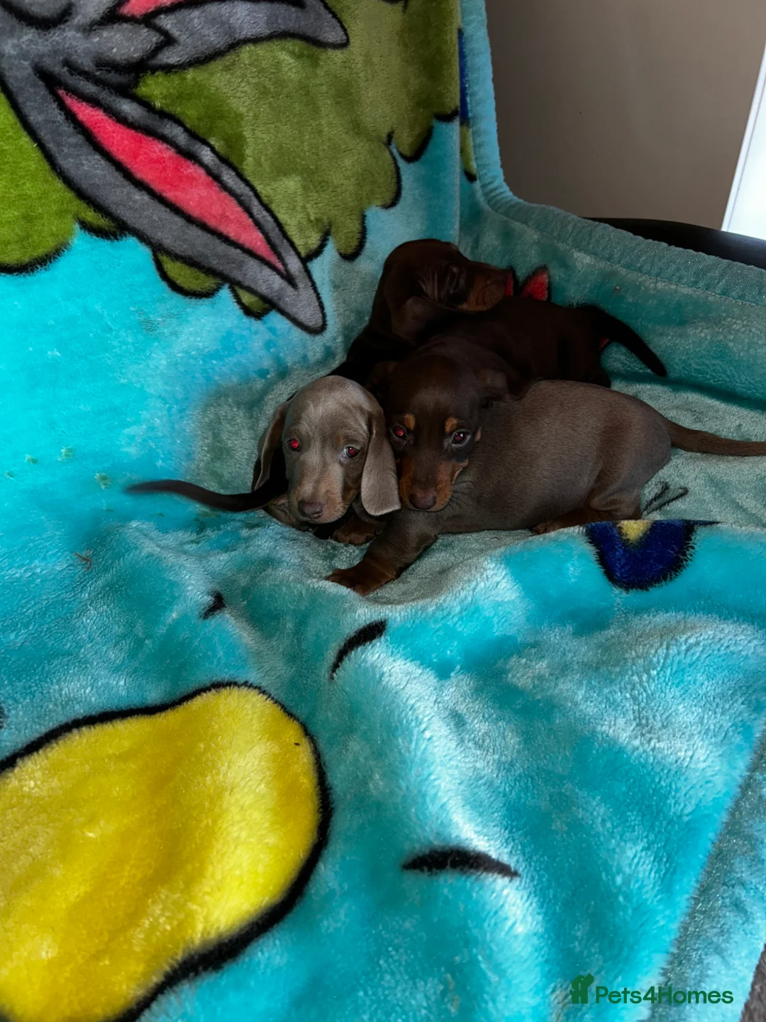 Miniature Dachshund dogs for sale: 3 Miniature dachshund puppies 🐶  - Advert 13