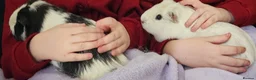 Guinea Pig rodents for sale: Rehoming guinea pigs in Stevenage - Advert 2
