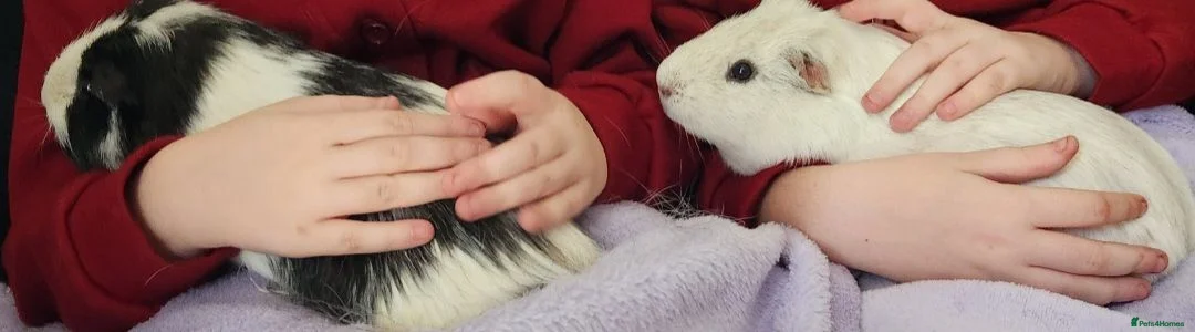 Guinea Pig rodents for sale: Rehoming guinea pigs in Stevenage - Advert 2