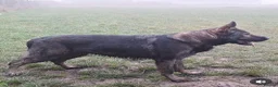 German Shepherd dogs for sale: Stunning female Czech line German Shepherd Female  - Advert 4
