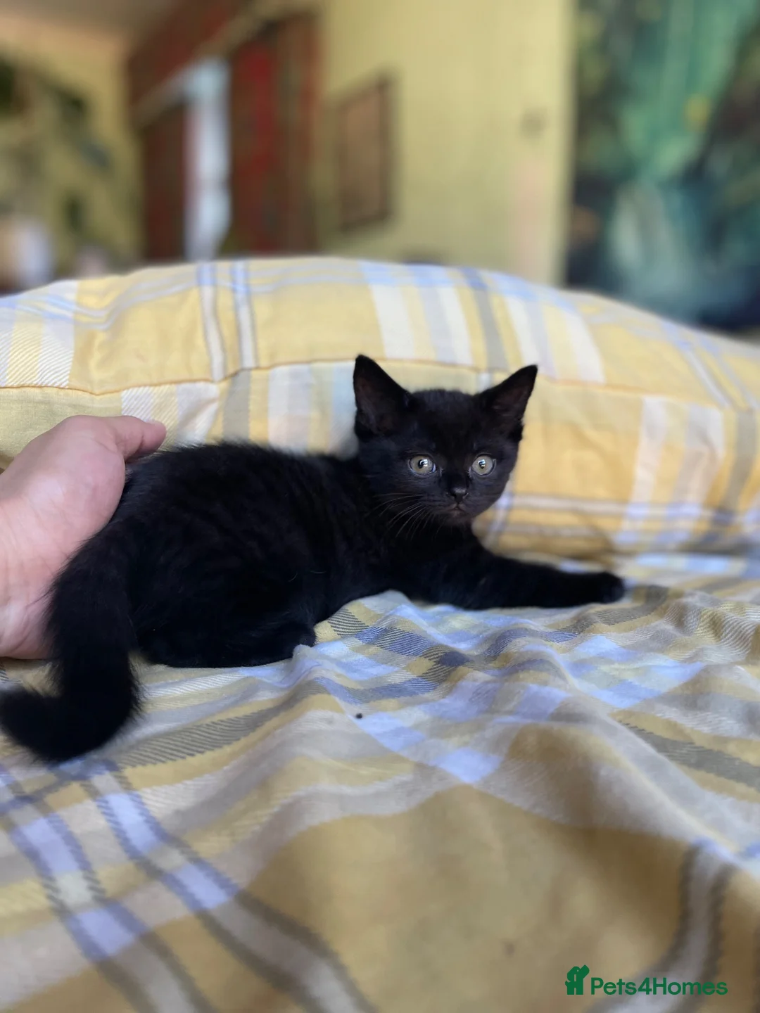 Mixed Breed cats for sale: Beautiful Kittens Looking for Their Forever Homes in Westcliff-on-Sea - Advert 14