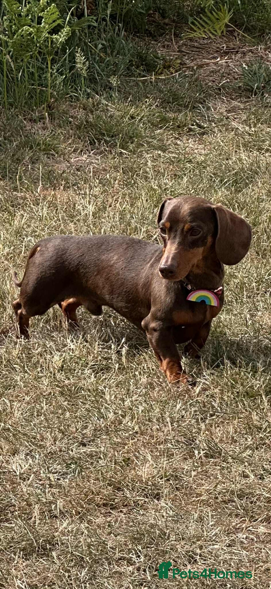Miniature Dachshund dogs for sale: Pra clear miniature dachshunds - Image 4