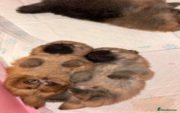 Pomeranian dogs for sale: Teddy bear pomeranians  - Image 5