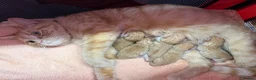 Mixed Breed cats for sale: 2 lovely ginger kittens  - Advert 1