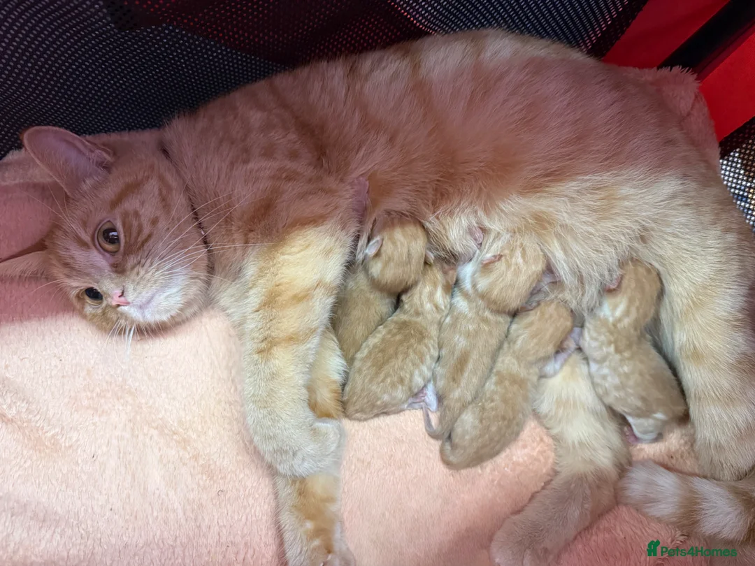 Mixed Breed cats for sale: 2 lovely ginger kittens  - Advert 1
