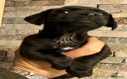 Patterjack dogs for sale: Patterdale Cross Jack Russells - Image 7