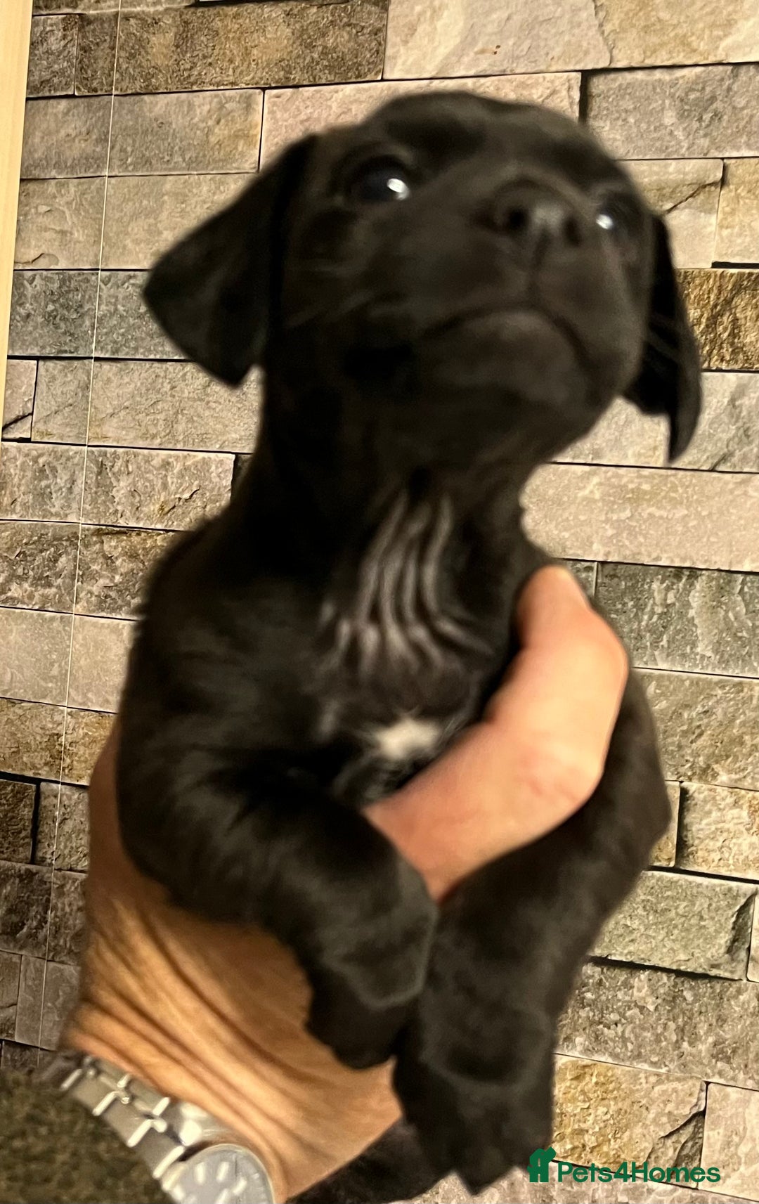 Patterjack dogs for sale: Patterdale Cross Jack Russells - Image 7