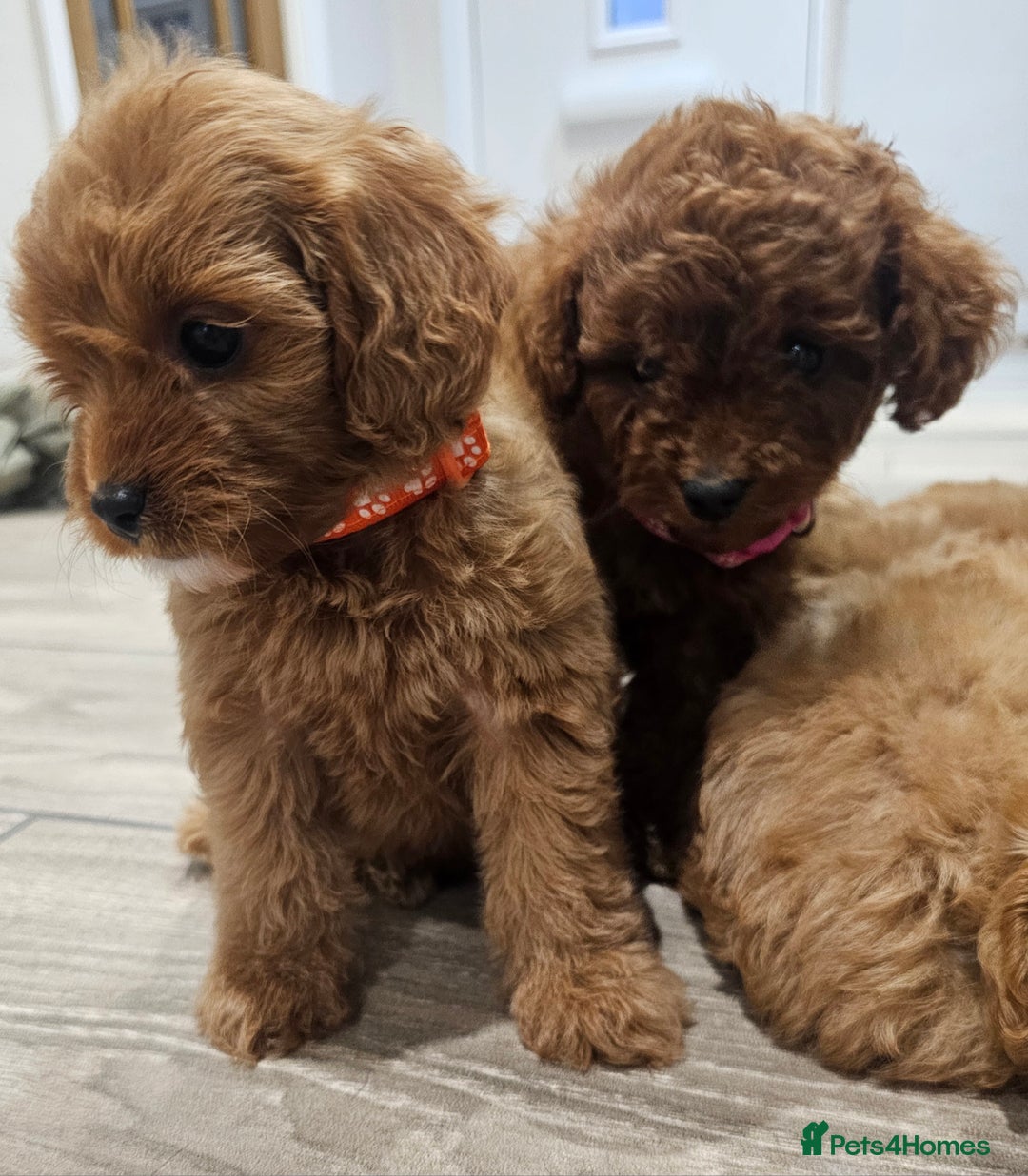 Cavapoo dogs for sale: Red F1B Toy Cavapoos - Image 6