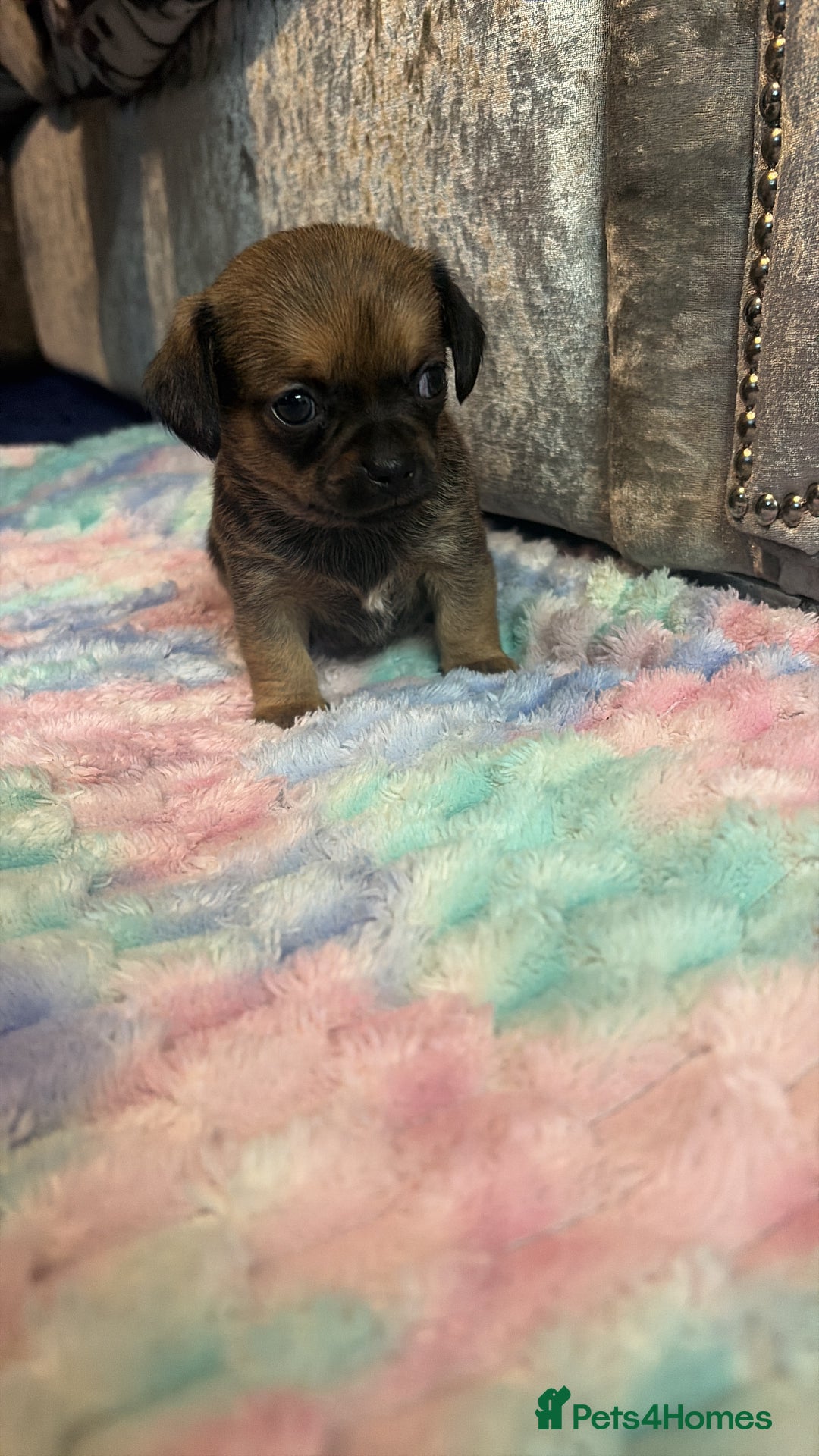 Chihuahua dogs for sale: Tiny Chihuahua puppies - Advert 6