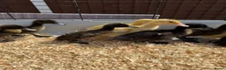 Ducks poultry for sale: 11 Day Old Large Mixed Breed Unsexed Ducks - Advert 12