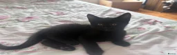 Mixed Breed cats for sale: Two adorable kittens. - Advert 2