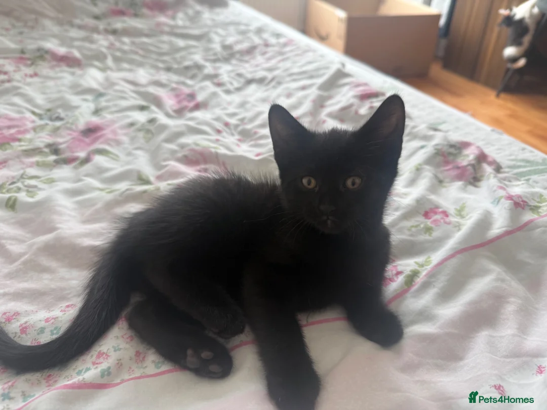 Mixed Breed cats for sale: Two adorable kittens. - Advert 2