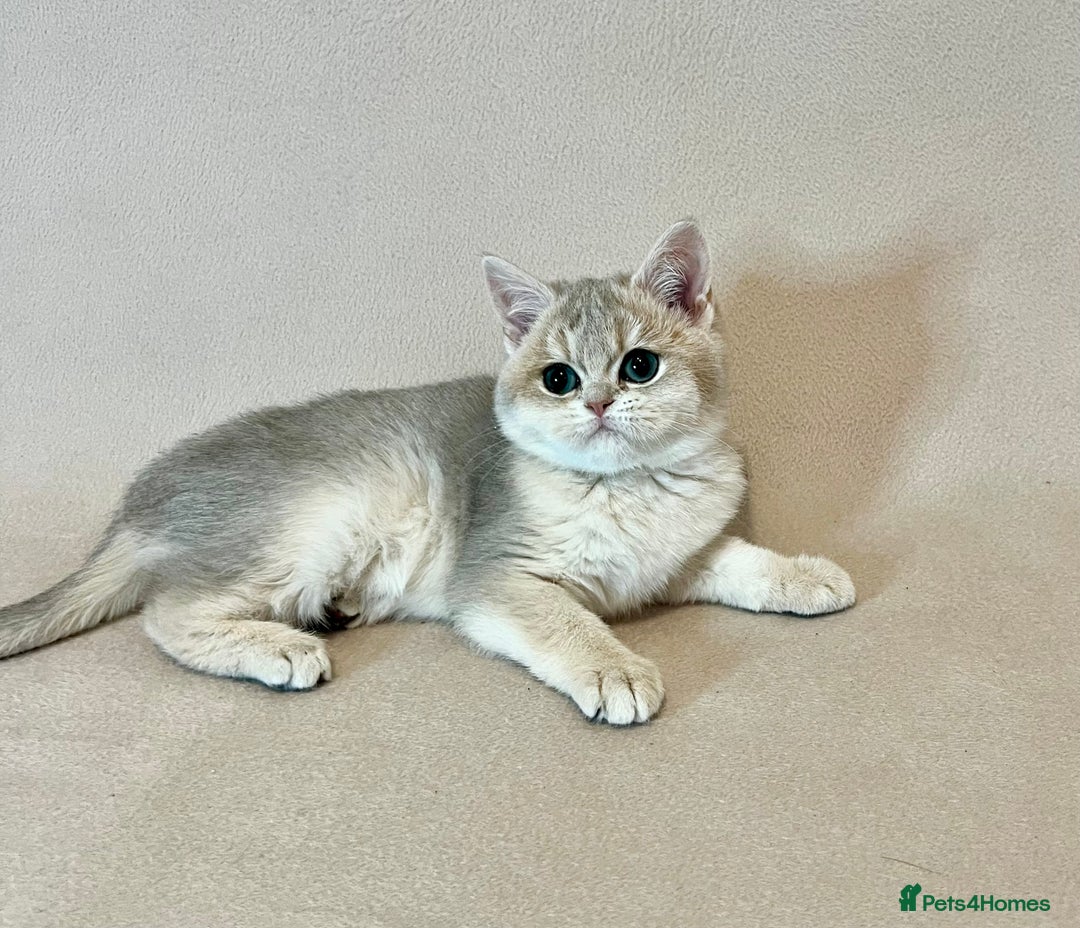 British Shorthair cats for sale: 🐾 Pure BSH Kittens 🐾  - Advert 4
