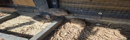 Quail poultry for sale: Quails and hens & males  - Advert 4