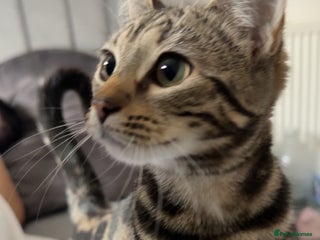 Bengal cats Nala the Kitten - Advert 1